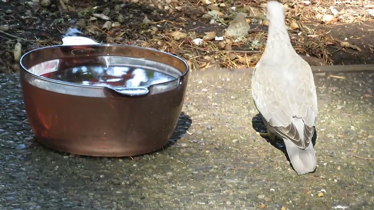 Dove Walk Around The Water Bowl YouTube dove-walk-around-the-water-bowl-youtube