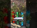 Terrace Gardening – Apni Chhat Ko Banaye Green Garden