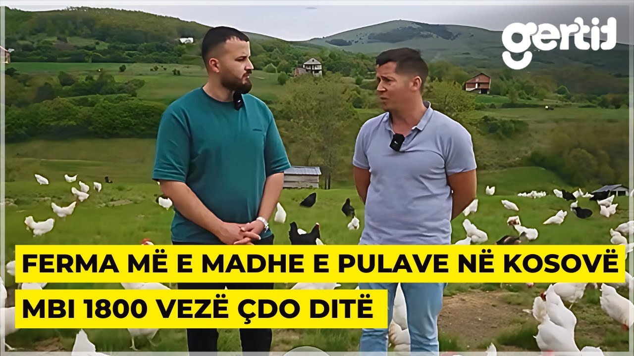 Me 250 mijë euro investime dhe 11 hektarë tokë, kjo është ferma më e madhe e pulave në Kosovë