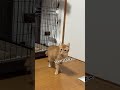 チャイさんの暮らし㊱。#保護猫