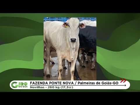 LOTE DE NOVILHAS NELORE DE PRIMEIRA DE GOIÂNIA