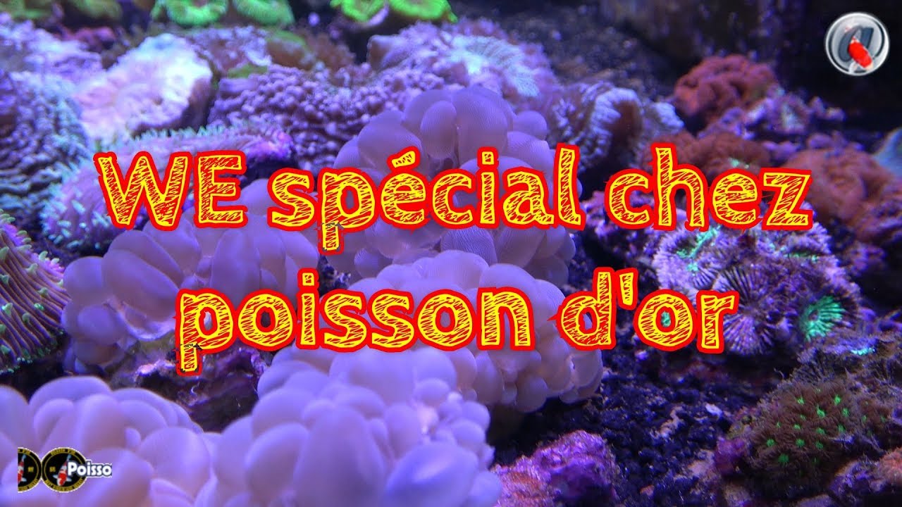 WE spécial chez poisson d'or