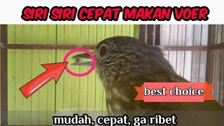 TIPS MERAWAT BURUNG SIRI SIRI AGAR CEPAT MAKAN VOER