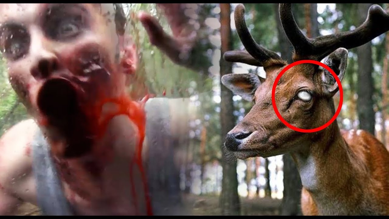 ALERTA! BROTE DE VIRUS ZOMBIE ANIMAL SE TRANSMITIRÍA A LOS HUMANOS
