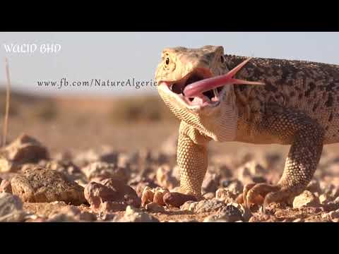إستكشاف الحياة البرية في صحراء الجزائر فيديو يستحق المشاهدة