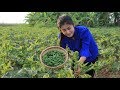 Harvest Okra For My Recipe / Yummy Deep Fry & Stir Fry Okra / Prepare By Countryside Life TV.