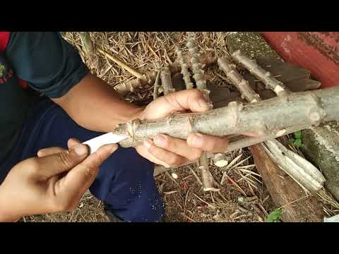 Video: Resepi: Pokok Ubi Kayu