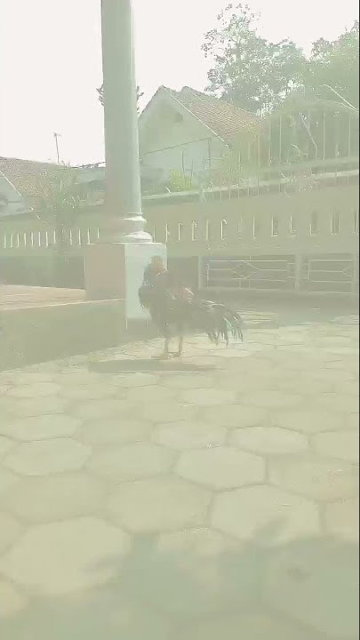 story wa ayam bangkok😋