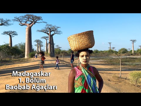 Madagaskar 1. Bölüm - Baobab Ağaçları, Yolculuk ve Pazar Gezisi