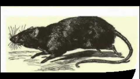 a 0-1 Video Lesson I: A cat and a rat. - McGuffey