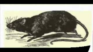 a 0-1 Video Lesson I: A cat and a rat. - McGuffey's Eclectic Primer (revised edition) version 1