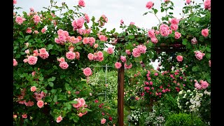 видео: Плетистые розы моего сада картинка: Плетистые розы моего сада