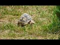 Želva pardálí (Stigmochelys pardalis) ve venkovním výběhu
