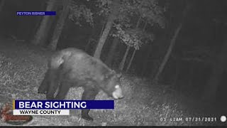 Middle Tennessee Bear Sighting