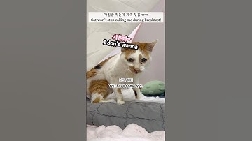 21세 노묘 메소_고양이님아 나 밥 좀 먹자 ㅠㅠ_ Cat, let me eat in peace!