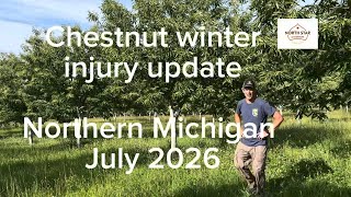 Chestnut winter injury report- July 2026