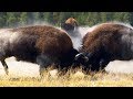 Combat de bisons impressionnant  zapping sauvage