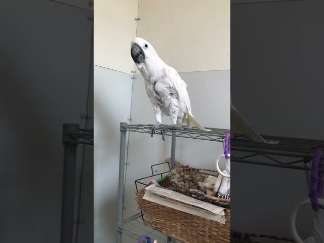 Cockatoo loves throwing rolling pin in his room class=