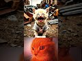 Poor Cat😿 ll cat bombastic #popular #shorts