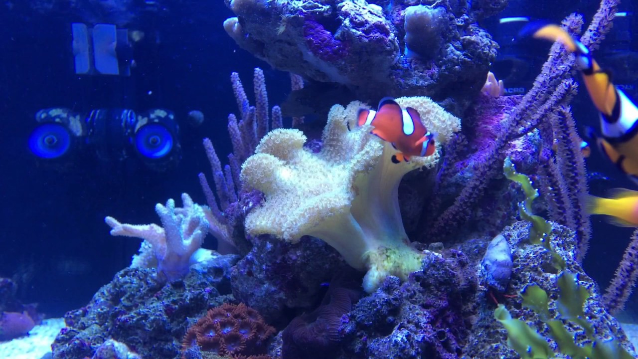 40 gallon peninsula reef equipment and inhabitants youtube