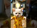 😿🚗 No One Believed a Kitten Could Fix His Dad’s Broken Car… Until THIS Happened!