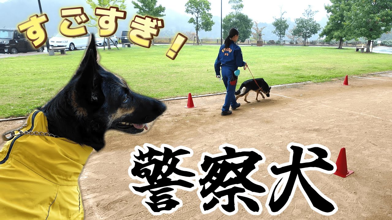 ❦ワンコの警察官ごっこ☆ご予約受付ページ❦ We Went to See a Police Dog Demo… and Our Dog Was Totally