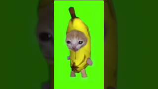 Banana cat running green screen [ Crying banana cat meme template ] 100% free green screen. #shorts