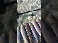 Рыбка продолжает радовать 😁 #shorts #fishing #extremefishing #fish #kazan #2023 #рыбалка