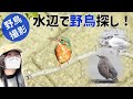 カワセミ夫婦、登場♪水辺で鳥探し【野鳥撮影vlog】