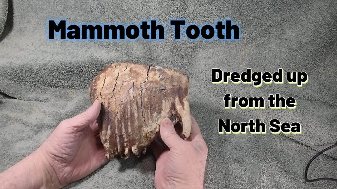 Last Mammoth Tooth from the North Sea