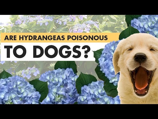Are Hydrangeas Safe or Toxic to Dogs? 3 sddefault