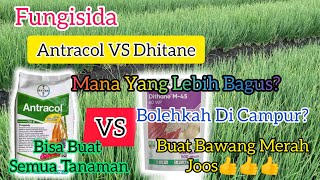 Fungisida Antracol VS Dhitane Mana Yang Lebih Hebat?