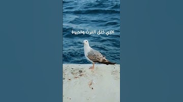 الملك والدوام لله 🩶🎧🕊 #سورة_الملك #اللهم_صل_وسلم_على_نبينا_محمد ♥️🍂 #fy #اكسبلور #لايك #حالات_واتس