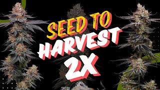 Double Seed to Harvest with Black Tuna Seeds - Uvaz and Toronjaz Pheno Hunt