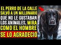 Perro viejo salvó a un millonario que NO le gustaban los animales, MIRA COMO EL HOMBRE LE AGRADECIÓ