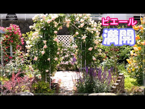 たきちゃんの日記【Rose Garden】 - YouTube