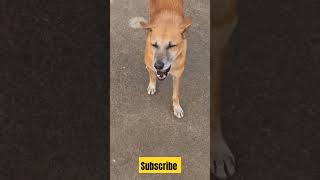 viral street dog youtubeshorts sad shorts betul police ground help animals video