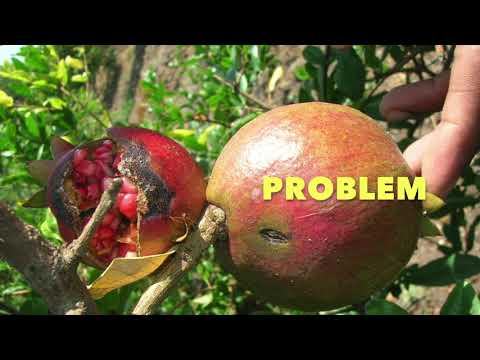 Telya rog niyantran,Bacterial Blight/Oily Spot/Telya disease control
