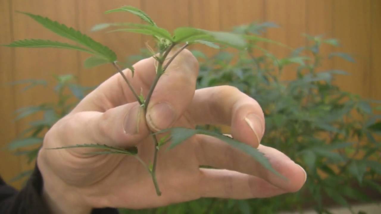 tokin daily: cloning with rapid rooters