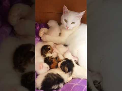 Cat mummy and cute kittens 😻😘💖