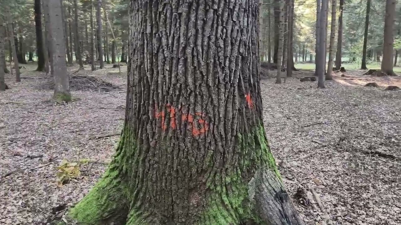 Ostatnia dębowa puszcza w Karpatach zagrożona, chcemy rezerwatu