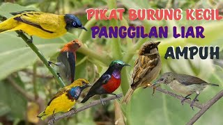 suara pikat burung kecil ribut dan kutilang sutra ribut