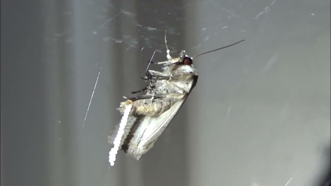 Moths Laying Eggs on Spider s YouTube