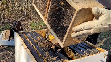 How to Install a 3 Pound Bee Package into a New Hive!