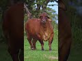 RED BRAHMAN CATTLE Biggest Bulls And Cow