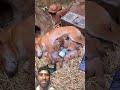 headphone puppy #shortvideo #funny #comedy