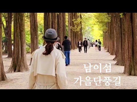 춘천 남이섬 노랑 은행나무길