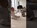Husky Mom Saves the Baby 😭（ハスキーママが子犬にいじめられた赤ちゃんを助ける😭）