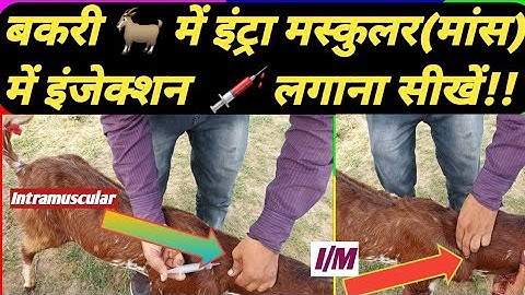 Bakri 🐐 Mein Intramuscular injection 💉Kase lagaye? बकरी में इंट्रा मस्कुलर मांस में इंजेक्शन लगाएं
