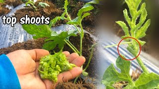 How I prune Watermelon vines? | Bakit ko tinatanggal ang talbos ng pakwan?